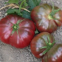 Fast Ship USA Seller 50 Tomato Seeds Purple Calabash Heirloom Tomatoes Garden Se - £15.27 GBP