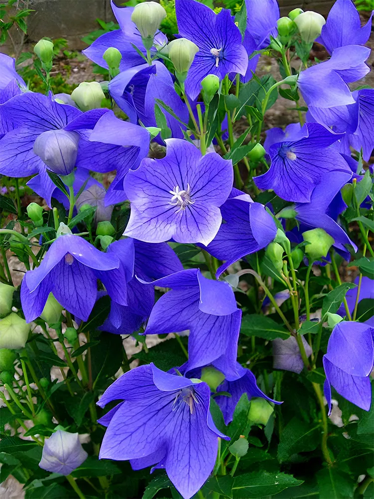 FA Store 500 Pcs/Bag Blue Ballon Flower Seeds Coloring Your Garden - $6.99