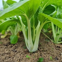 Bok Choy Snow White, 100 Seeds R - £11.47 GBP