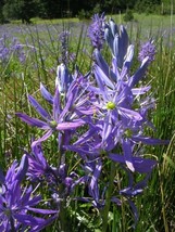 30 Blue Camas Camass Lily Wild Indian Hyacinth Camassia Quamash Flower S... - $19.98