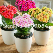 100 Pcs Winter Pot Kalanchoe Longevity Flower Potted Plants Seasons Flow... - $6.46