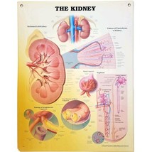 1995 Kidney Anatomical Chart Laminated Poster Medical Hospital Diagram V... - $49.99
