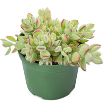 4” Planter pot Live Rare Cotyledon Pendens succulent Rooted for Indoor Decor - £25.78 GBP