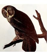 Great Gray Owl 1950 Lithograph Art Print Audubon Bird First Edition DWU14D - €25,70 EUR