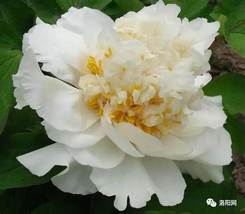 Peony Purely White Cream White Flower, 5 Seeds D - £8.34 GBP