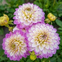 25 Seeds Dahlia Melody Dixie Plant Fast Heirloom Seeds Blossom - £6.61 GBP