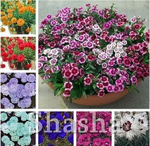 US Seller 300 Pcs Exotic Multicolored Dianthus Caryophyllus Bonsai Balcony Carna - $12.36