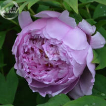 SEED Peony Purple European Rose-typed Flower Seeds - $3.99