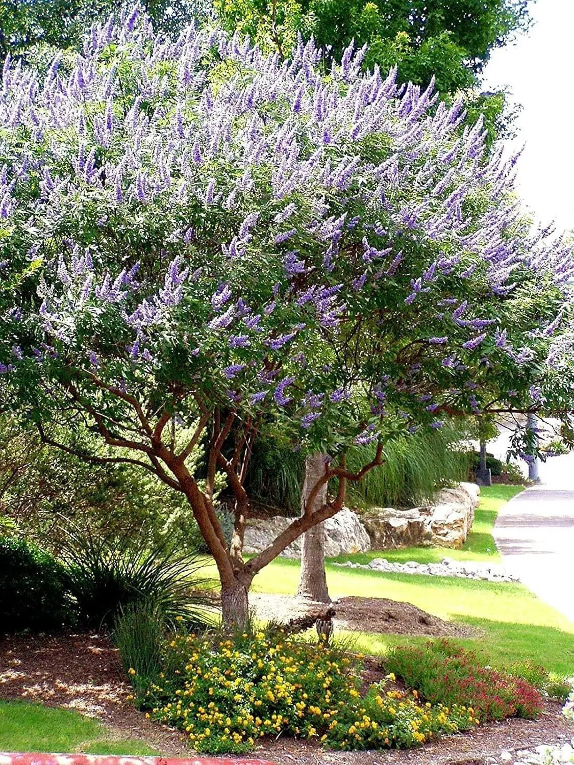 Chaste Tree Live Seedlings Texas Lilac Shoal Creek Vitex Agnus Castus  - £35.32 GBP
