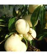 2 WHITE Peach trees grafted 2 to 3 ft tall live bare root trees grafted ... - $106.38 CAD