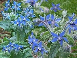 USA Blue Star Borage Borago Officinalis Herb Flower 100 Seeds - £8.78 GBP