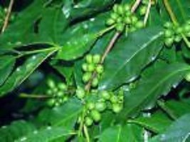 Coffee Arabica Nana Dwarf Coffee Plant Fresh Seeds - £14.93 GBP