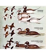 Ducks Scoters Squaw Varieties And Types 1966 Color Bird Art Print Nature... - €17,16 EUR