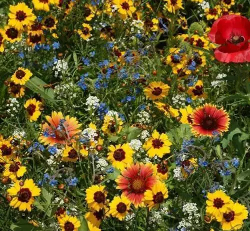 TKBONStore 1000 Seeds Late Blooming Wildflower Mix - £7.12 GBP