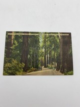 Vintage Postcard Redwood Giants Along Highway California Linen Posted 1950 - $4.99