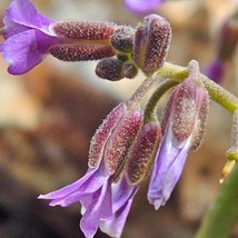 New Fresh Seeds Boechera Pulchra Princes Rock Cress 10 Seeds - $21.30