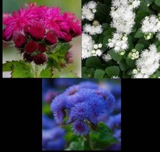 FA Store 500 Seeds Ageratum Mix Red White &amp; Blue Flowers Usa Patriotic July 4Th - £8.08 GBP