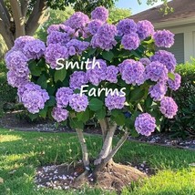 25 Seeds Purple Hydrangeas Flower Ground Cover Plant Garden Plants From US - $10.25