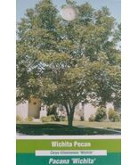 WICHITA PECAN TREE Shade Trees Live Plant Lar... - $121.20