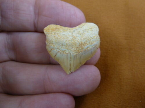 (S1710-4) HEART Fossil SQUALICORAX Crow Raven Shark Tooth teeth necklace... - $13.09