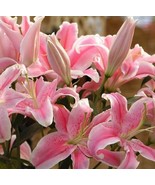 50pcs Pink Rare Lily Flower Seeds Planting Flower Lilium Perfume Garden.... - $4.70