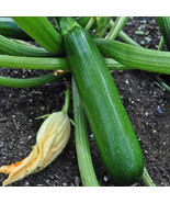 25+ Green Machine Zucchini Squash Seeds - $10.96