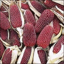 GIB 150 Red Strawberry Popcorn Corn Zea Mays Vegetable Seeds - £14.34 GBP