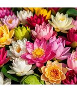 200Pcs Lotus Seeds for Planting - 10 Unique Varieties, Mixed Colors, Inc... - €17,28 EUR