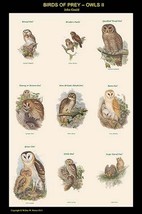 Birds of Prey - Owls - Vertical Classroom Poster II by John Gould - Art Print - £17.63 GBP+
