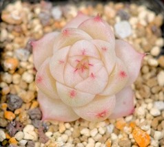 PWO Echeveria Malgan Seeds ~ Plants ~ Colored ~ Succulents ~ Wheat Straw - £7.98 GBP