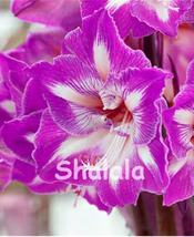 100 Seeds Mixed Amaryllis Bonsai Seeds Not Bulbs Balcony Lily Plant Bonsai Flowe - $10.89