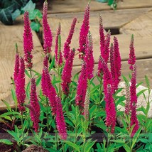 Veronica Spicata Red Fox Montgomeryshire Spiked Speedwell Flower Seeds 50 Seeds  - £4.70 GBP