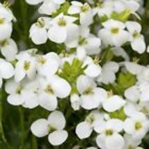  White Rock Cress Arabis Alpina Seeds | Perennial Groundcover 200+Seeds  - $10.98