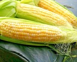 50 Seeds Peaches &amp; Cream Extra Sweet Corn Seeds Bi-Color Hybrid Better T... - $8.99