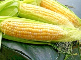 50 Seeds Peaches &amp; Cream Extra Sweet Corn Seeds Bi-Color Hybrid Better Tip Fill  - £7.18 GBP