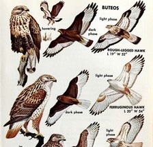 Buteo Hawk Varieties And Types 1966 Color Bird Art Print Nature #1 ADBN1Q - $19.99