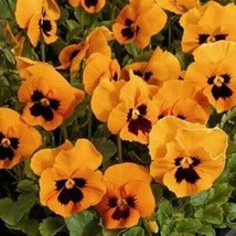 Lima Ja 30 Pansy Flower Seeds / Fragrant Perennial 90 % Germination Rate Usa - £8.82 GBP