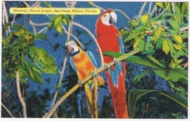 Florida Postcard Miami Parrot Jungle Two Macaws In Tree - £2.36 GBP