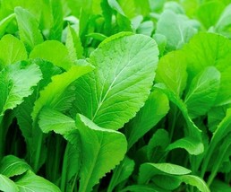 Grow In US Mustard Seeds 300+ Tendergreen Healthy Garden Greens Leafy Salads - £6.73 GBP