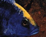 Guide to Malawi Cichlids (Back to Nature) Konings, Ad - £11.79 GBP