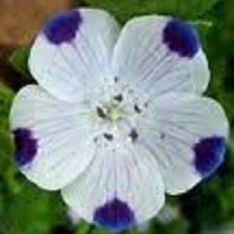 50 Nemophila Five Spot Ground Cover Annual Flower Seeds Gardening USA Shipping - $10.00