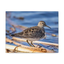 Majestic Sandpiper at the Edge of a Pond Print Animal Wall Art Wildlife Canvas  - £55.85 GBP+