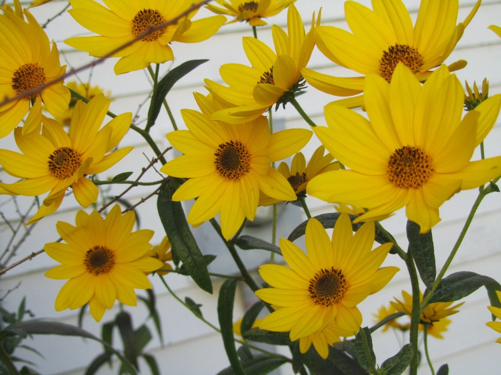 2 Live Plants Jerusalem Artichoke Helianthus tubersosus, Earth Apple or ... - $19.83