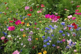 Northeast Wildflower Seed Mix, 19 Stunning Annuals &amp; Perennials, FREE SHIPPING - £1.33 GBP+