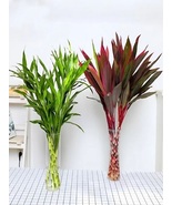 Mixed Lucky Bamboo Seeds - $9.99