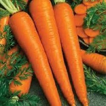 New Fresh USA Seller Imperator 58 Carrot Organic Seeds Sweet And Tender This Is  - $3.98