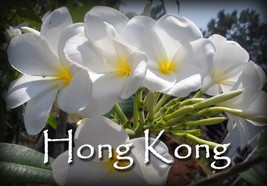 Hong Kong  (2-tip) White Hybrid fragrant Evergreen  Rare Exotic Plumeria... - $14.95