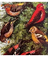 Crossbill Varieties Finches 1936 Bird Art Lithograph Color Plate Print D... - $29.99