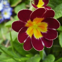 New Fresh Seeds Primula Elatior Gold Laced Mix Seed - $11.38