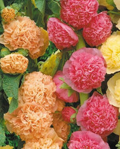 Alcea Rosea Chaters Double Mix Hollyhock 25 Seed - £5.98 GBP